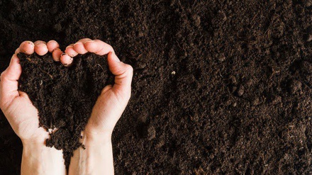 Organic Fertilizer for Plants