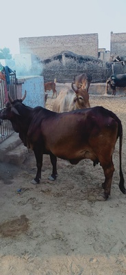 देशी गाय