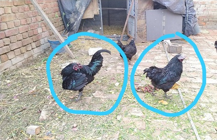DESI MURGE MURGI