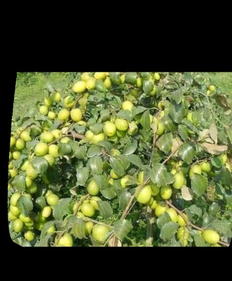 apple ber