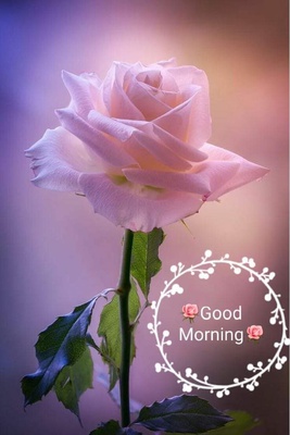 dahat seeds 2967