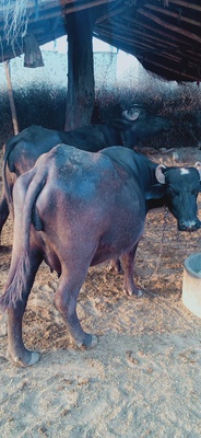 मुर्रा भैंस पहली बार ब्याने वाली