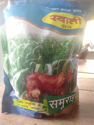 multicut bajra beej