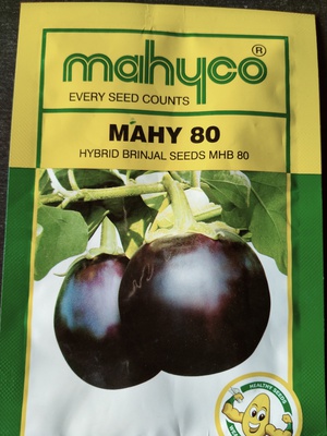 hybrid baigan seed