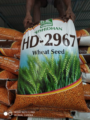 2967 wheat seed