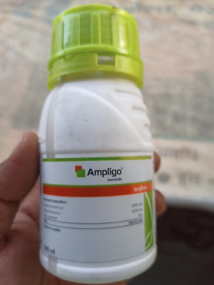 ampligo