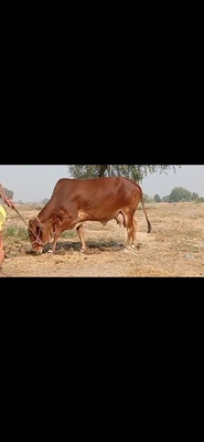राठी गाय