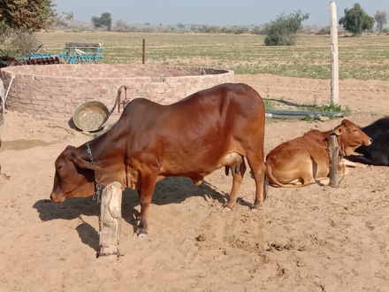 साहीवाल राठी मिक्स नस्ल गाय